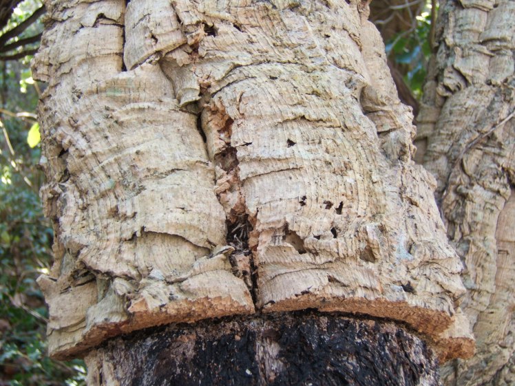 chene-liege-quercus-suber-l-fagacees-01-2005-messanges-fxcd0001-1