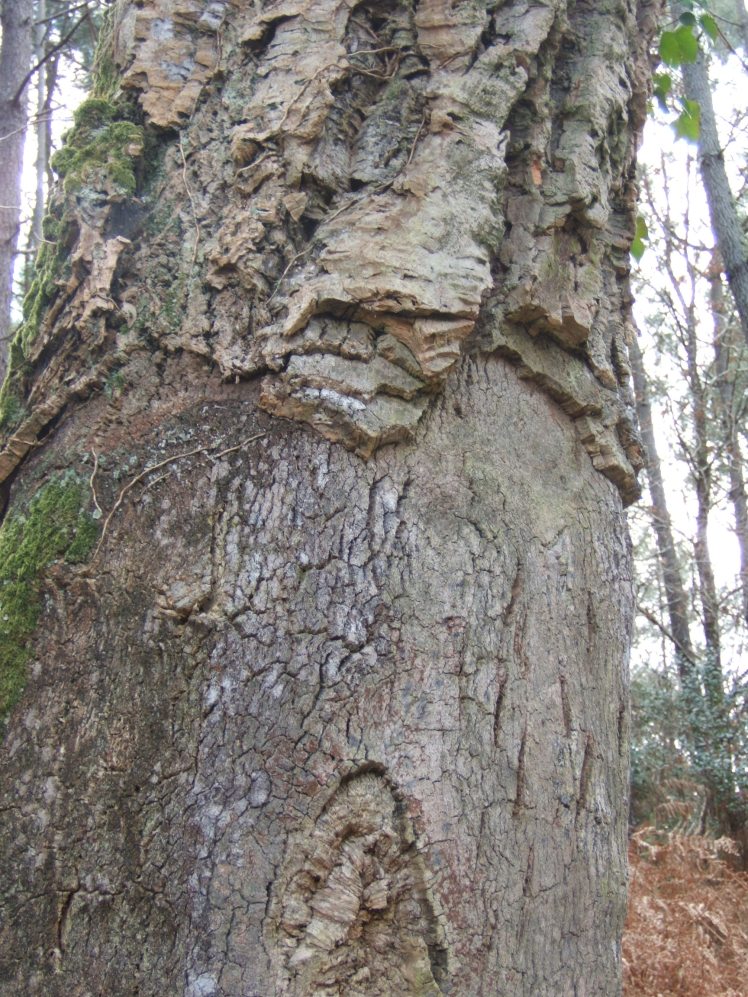 chene-liege-quercus-suber-l-fagacees-fin-mars-2005-moliets-fxcd0009