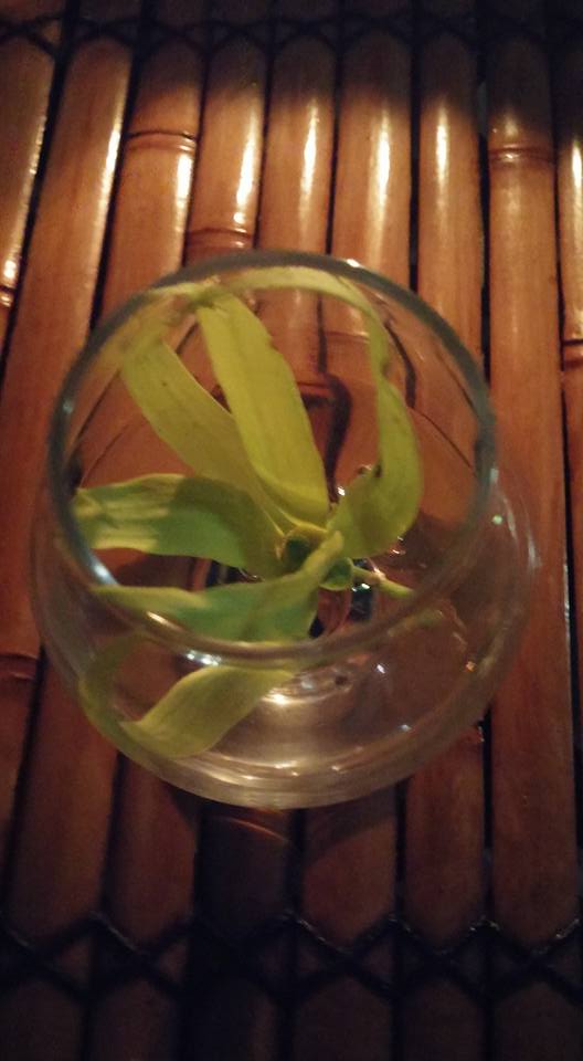 13164306_10154192688283910_5506448621197821222_n