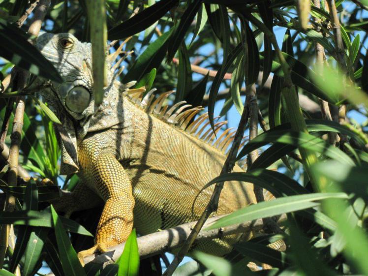 iguana1